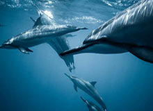 开云官方网站-补强内线成为绿军最大诉求 两大交易方案已出炉